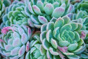 beautiful-succulents